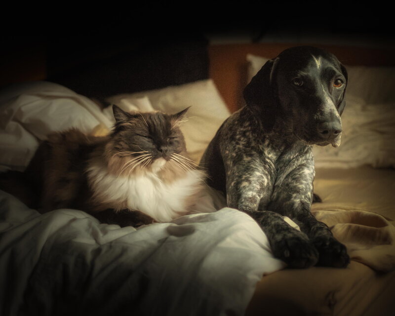 Cat and Dog on Bed — Brown, Calm