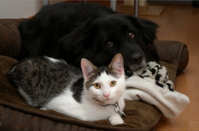 Cat and Dog on Bed — Brown
