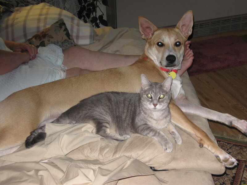 Cat and Dog on Bed