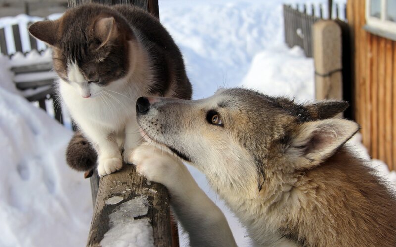 Cat and Dog on Fence