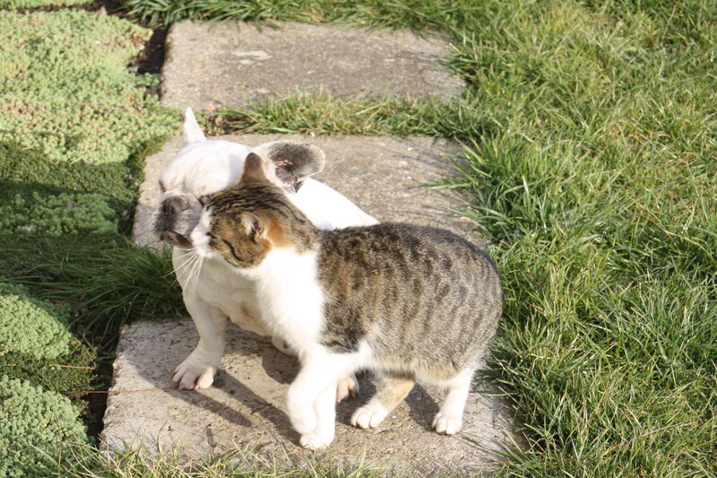Cat and Dog on Path