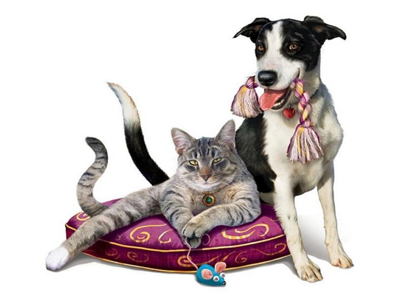 Cat and Dog on Pillow