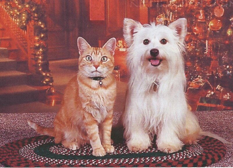 Cat and Dog on Rug