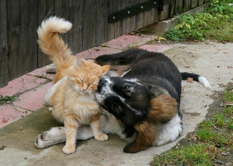 Cat and Dog Playing — Orange
