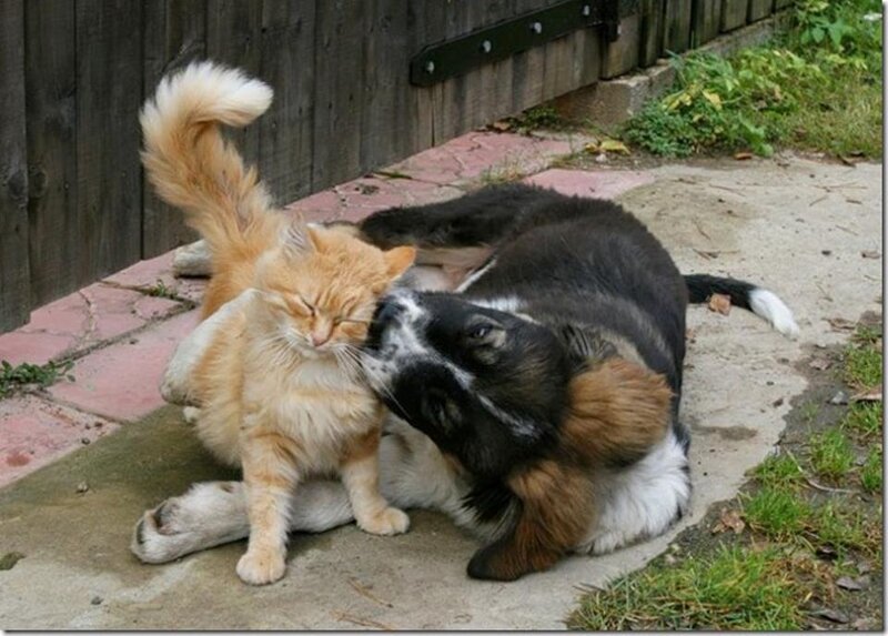 Cat and Dog Playing