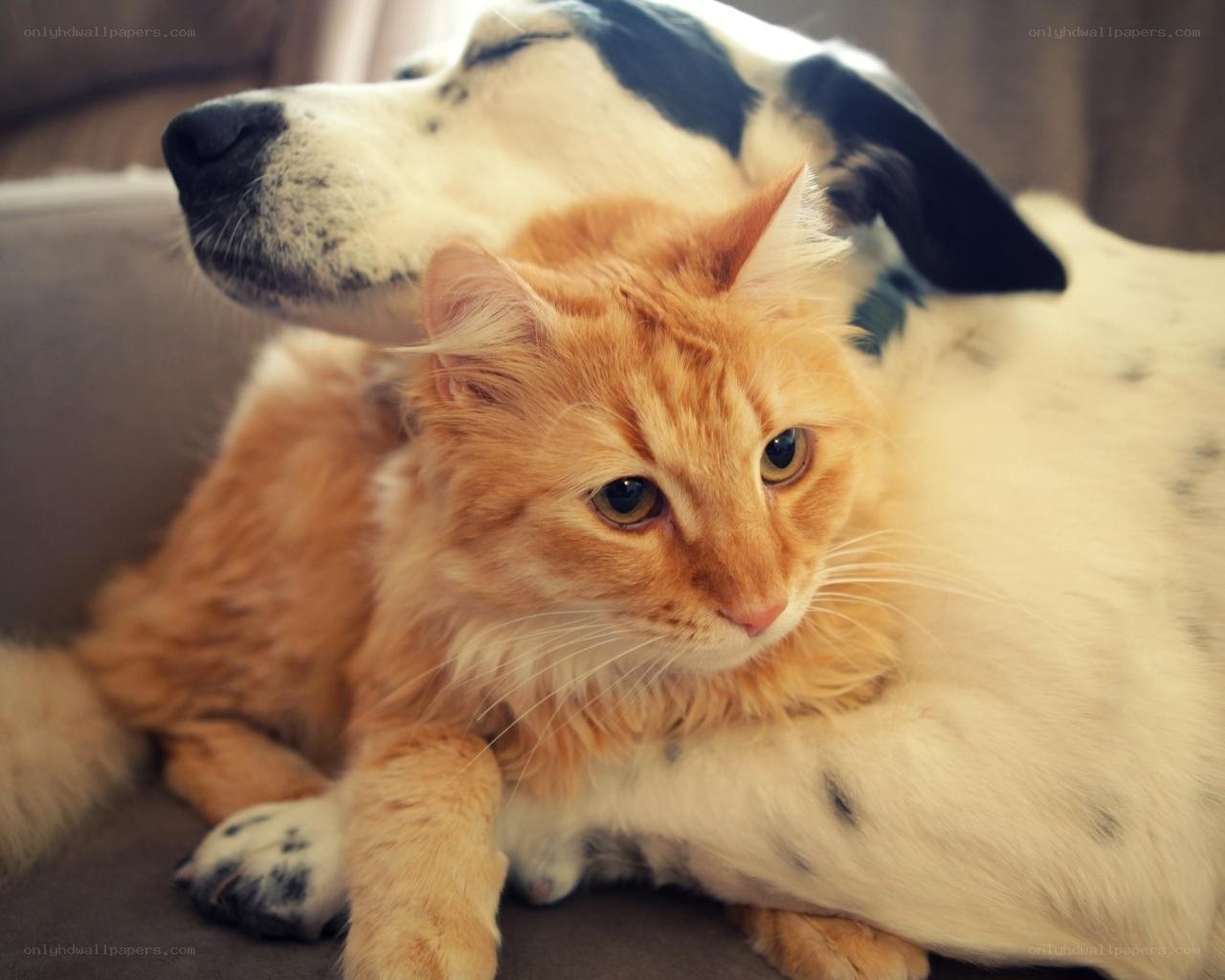 cat and dog resting together