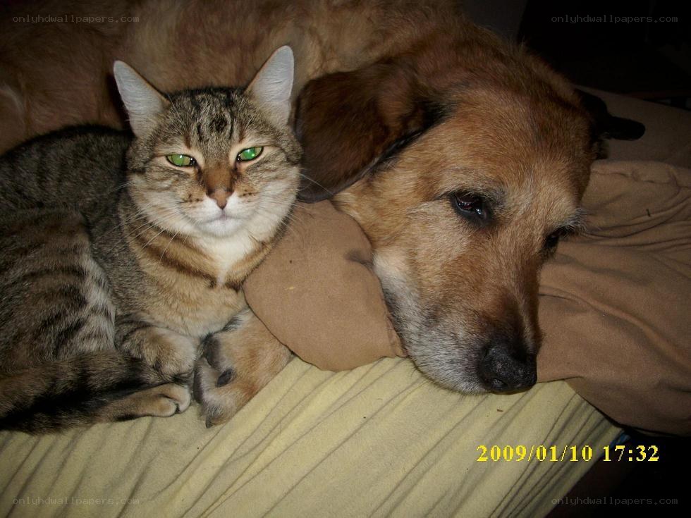 cat and dog resting together