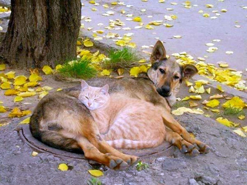 Cat and dog resting together