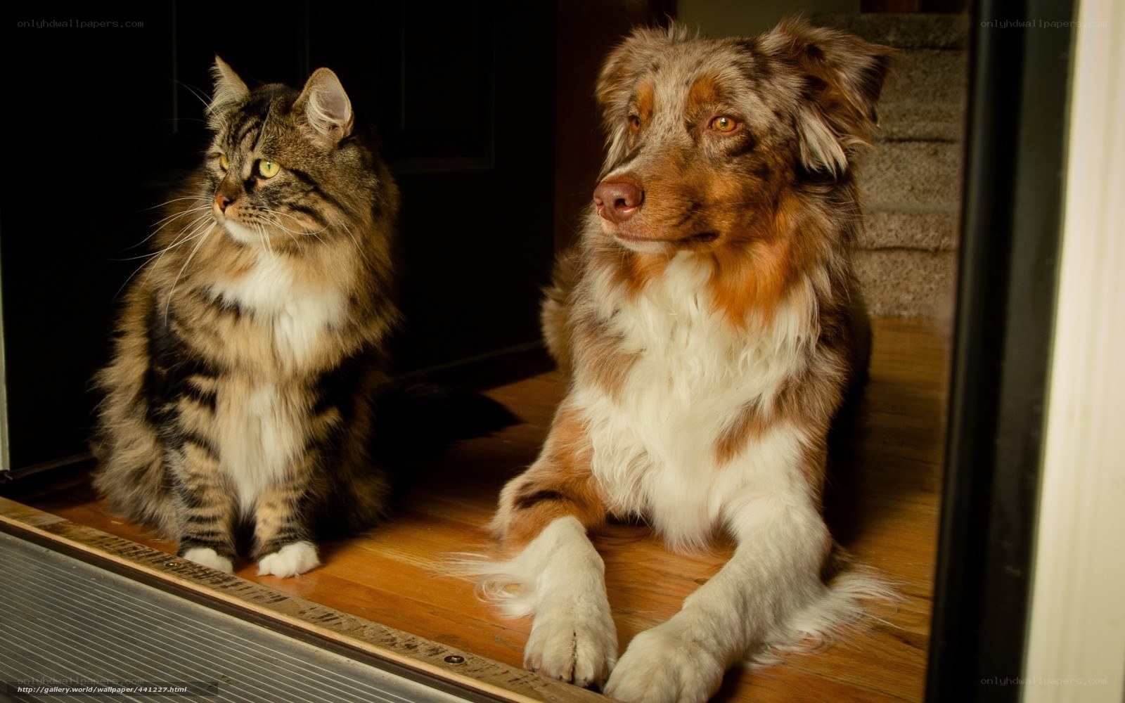 Cat and dog sitting together