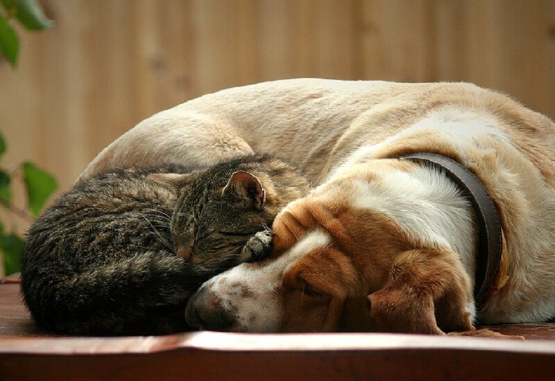 Cat and Dog Sleeping — Brown, Peaceful