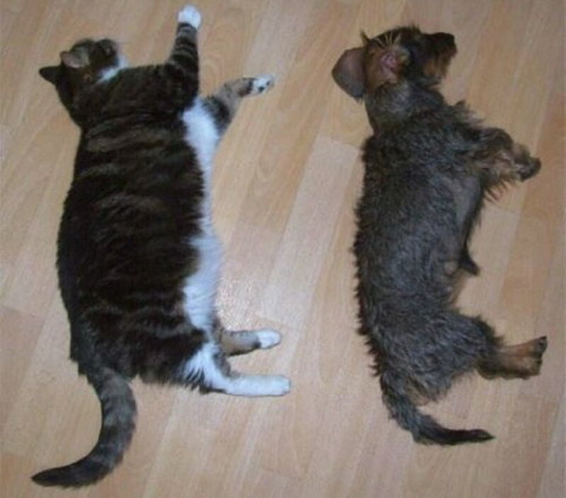 Cat and Dog Sleeping — Brown
