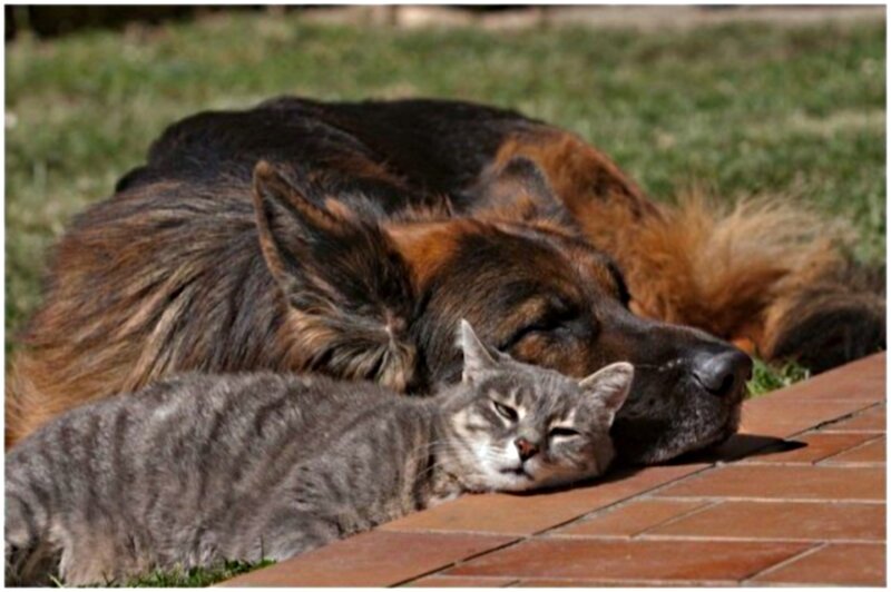 Cat and Dog Sleeping — Gray