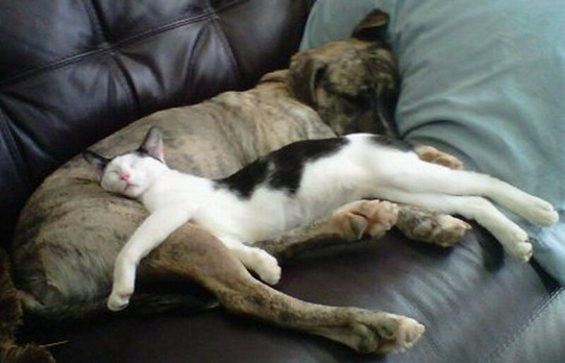 Cat and Dog Sleeping