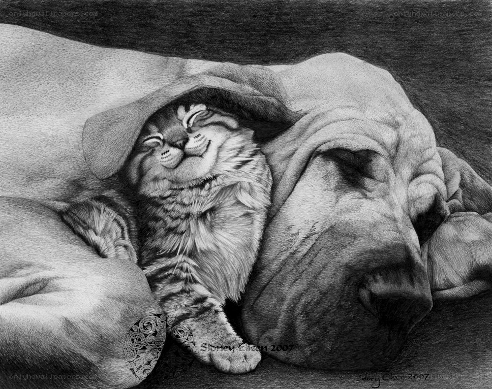 Cat and dog sleeping together