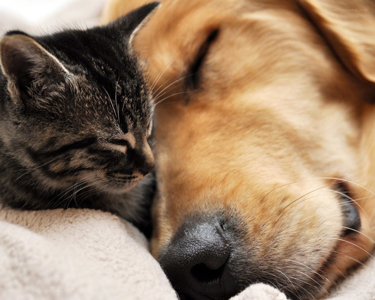 cat and dog sleeping together