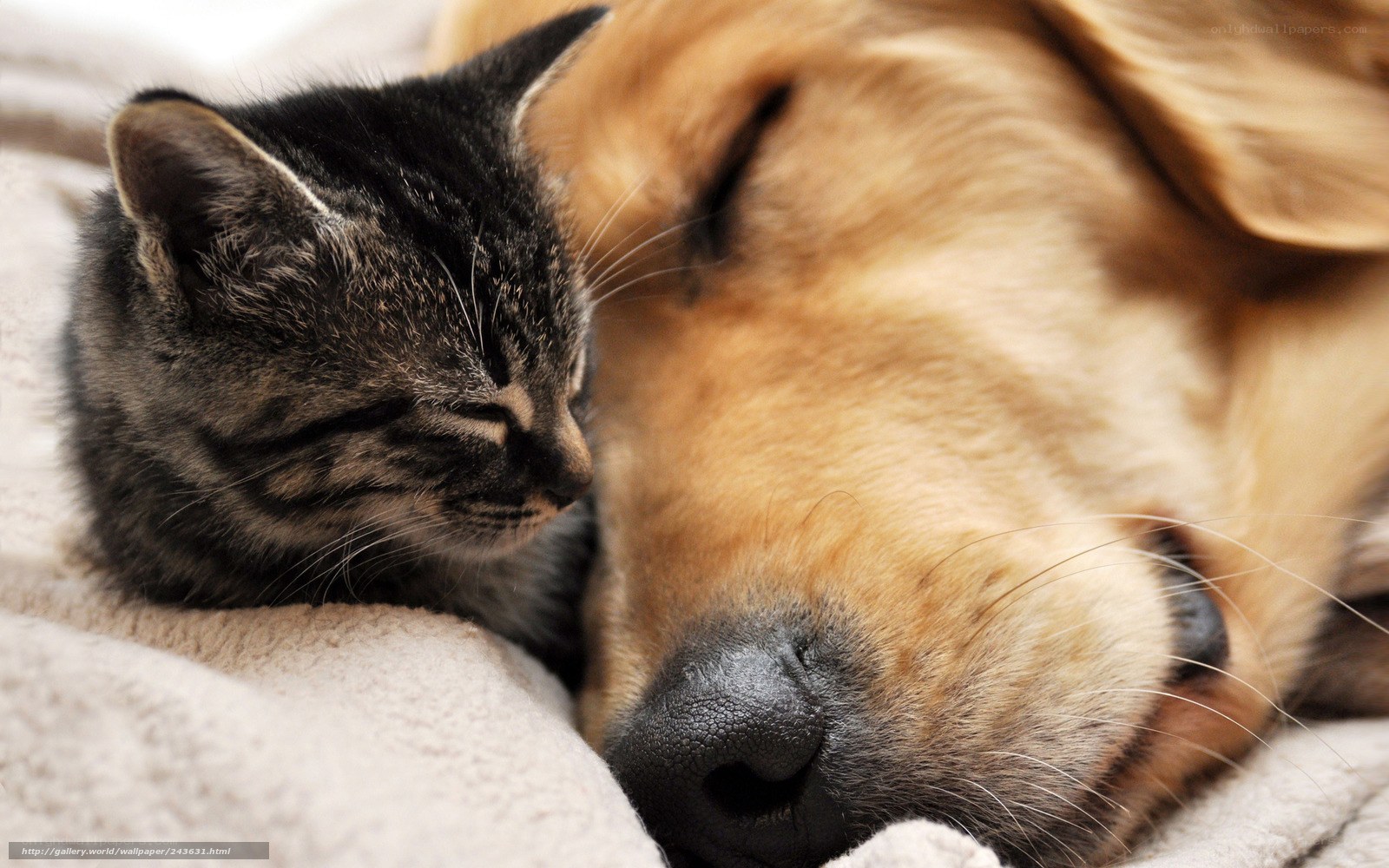 cat and dog sleeping together