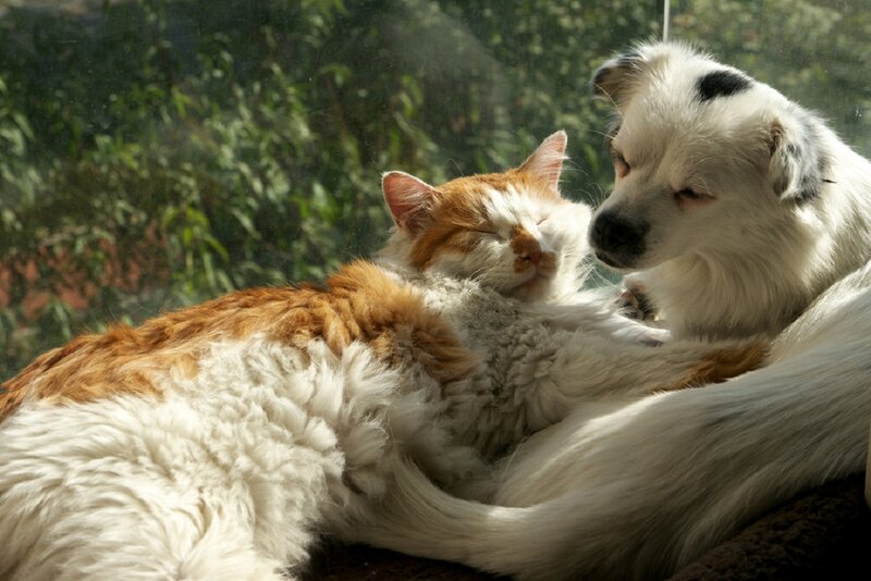 Cat and Dog Sleeping — White