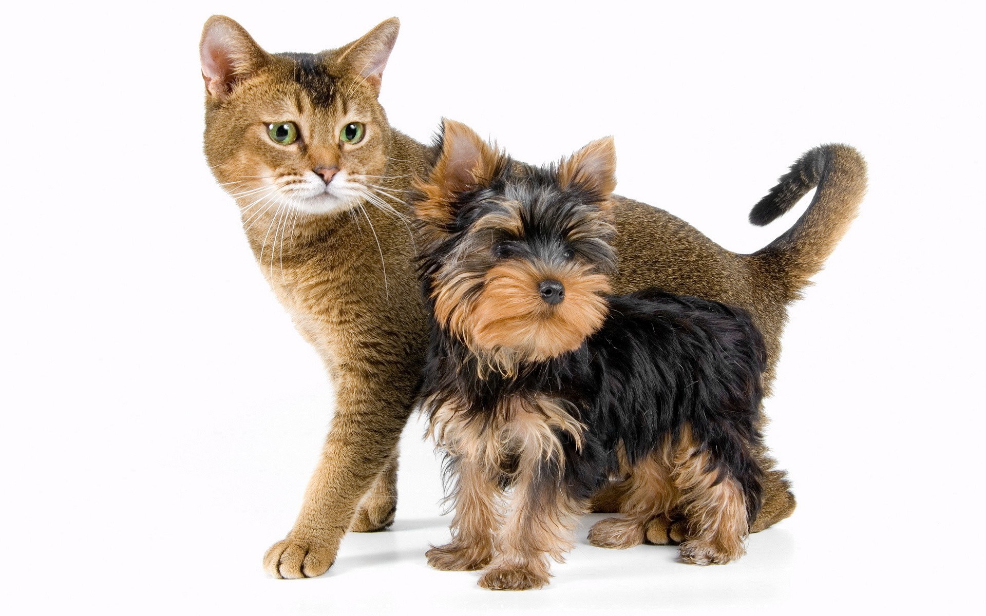 cat and dog together