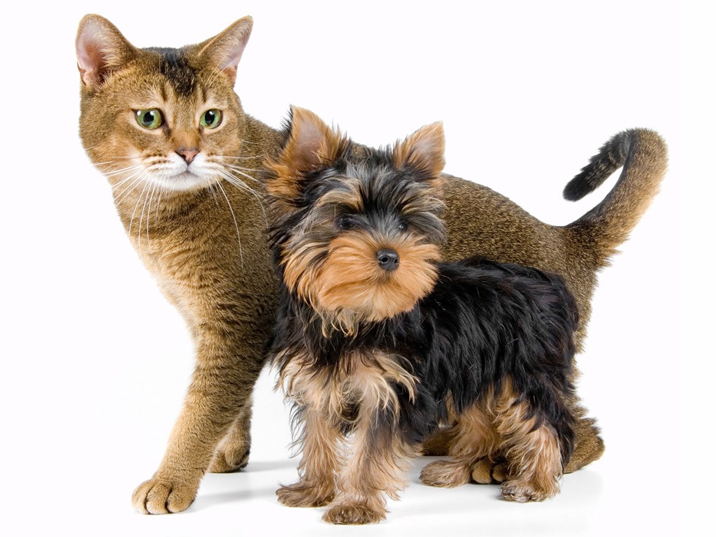 cat and dog together