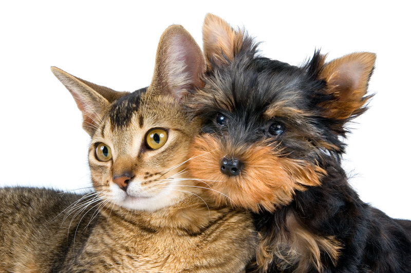 Cat and Dog Together — Brown, Calm, Photograph