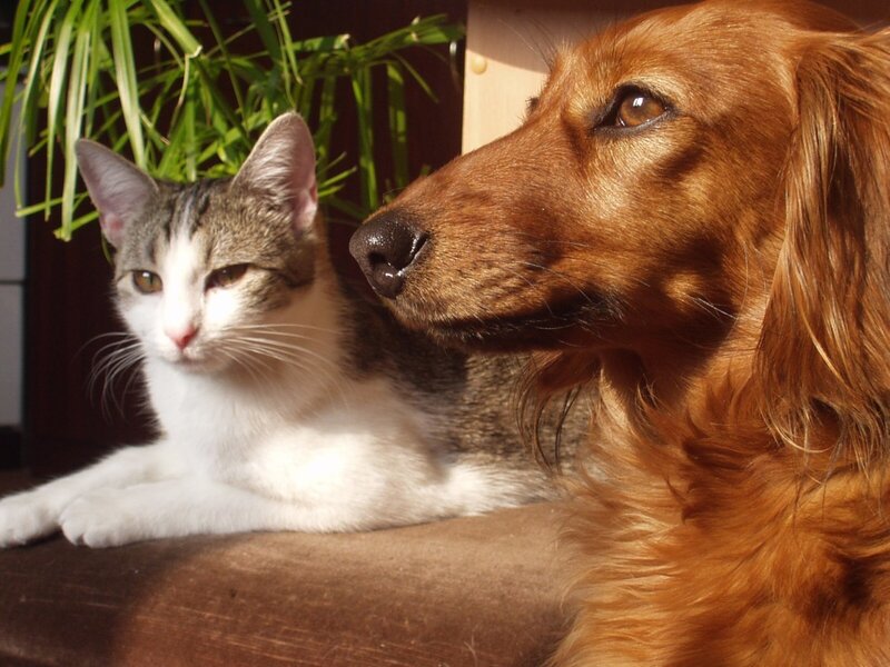 Cat and Dog Together — Brown, Calm