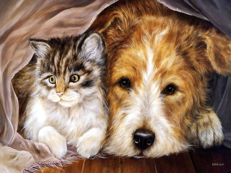 Cat and dog under blanket