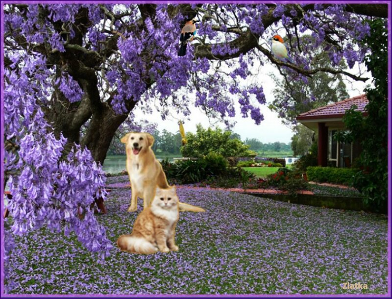 Cat and Dog under Tree