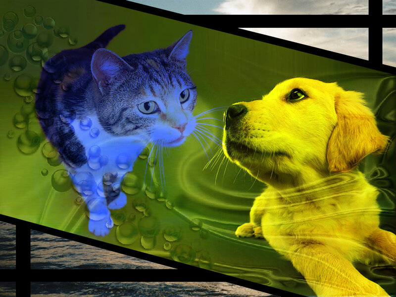 cat and dog underwater