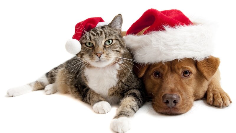 Cat and Dog Wearing Hats — Red, Festive, Winter