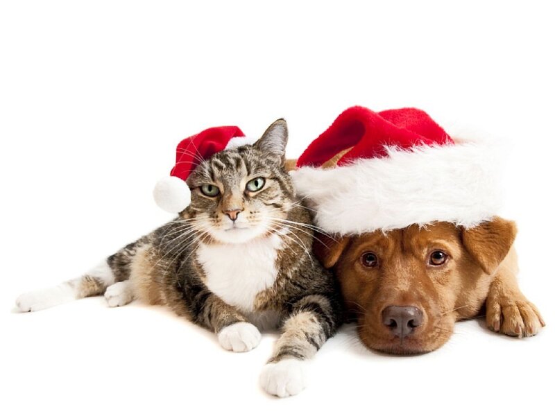 Cat and Dog Wearing Hats — Red