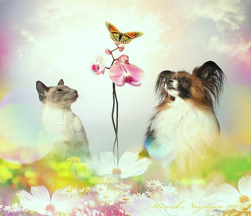Cat and dog with butterfly