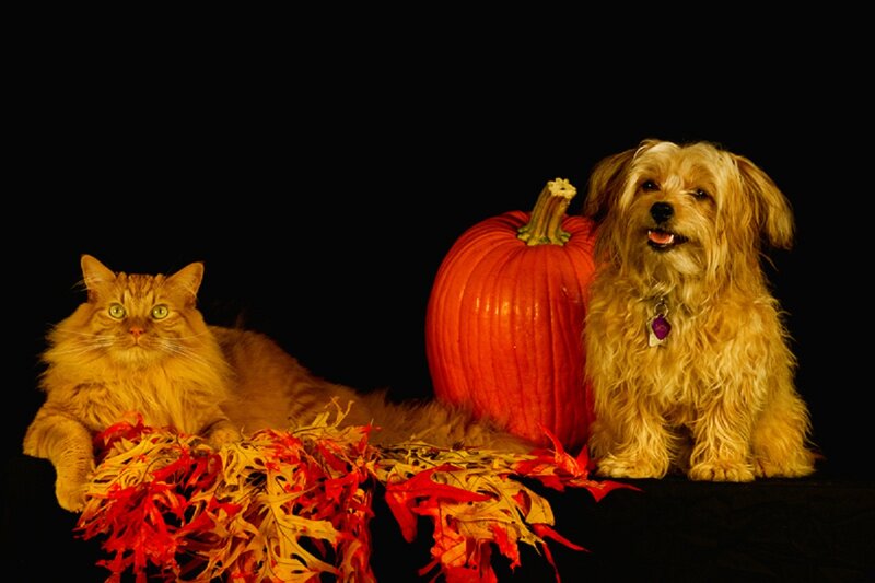 Cat and Dog with Pumpkin