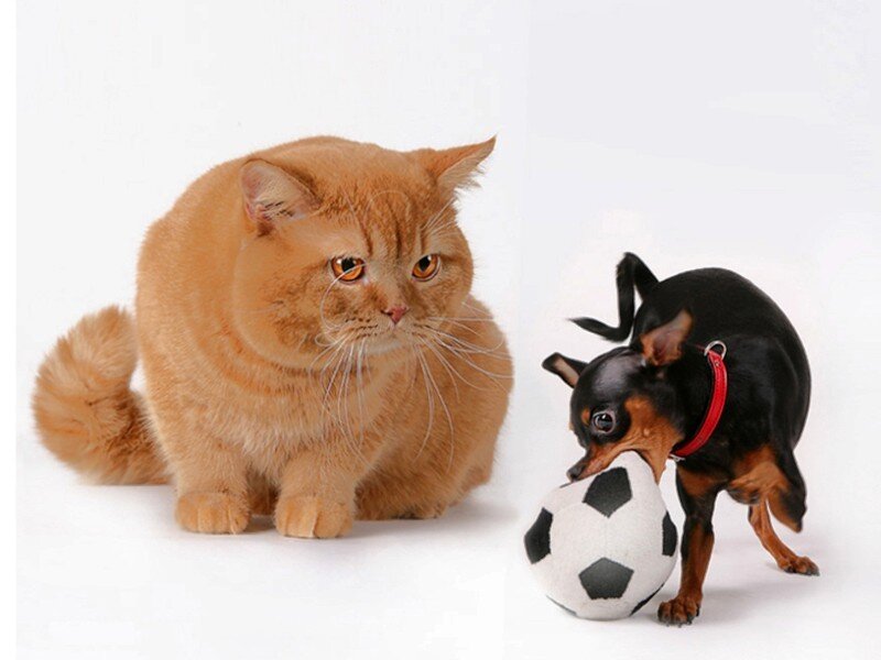cat and dog with soccer ball