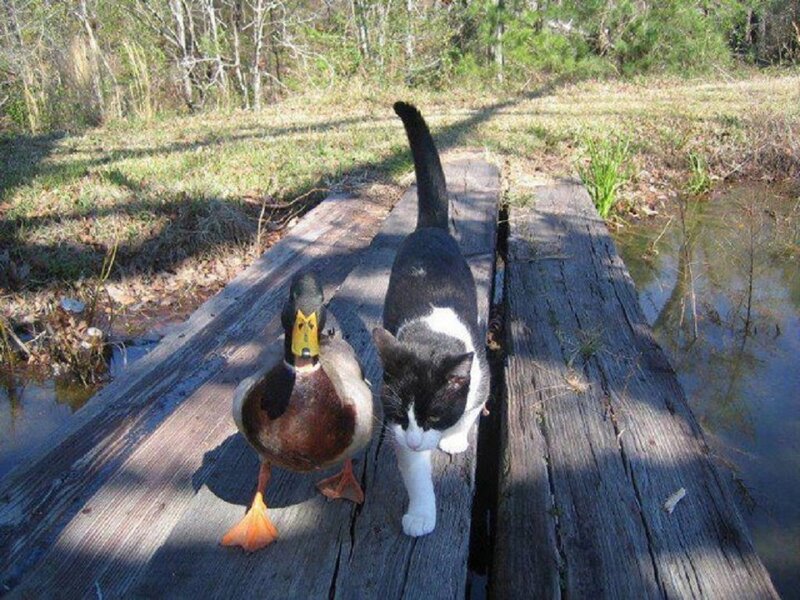 Cat and Duck on Dock