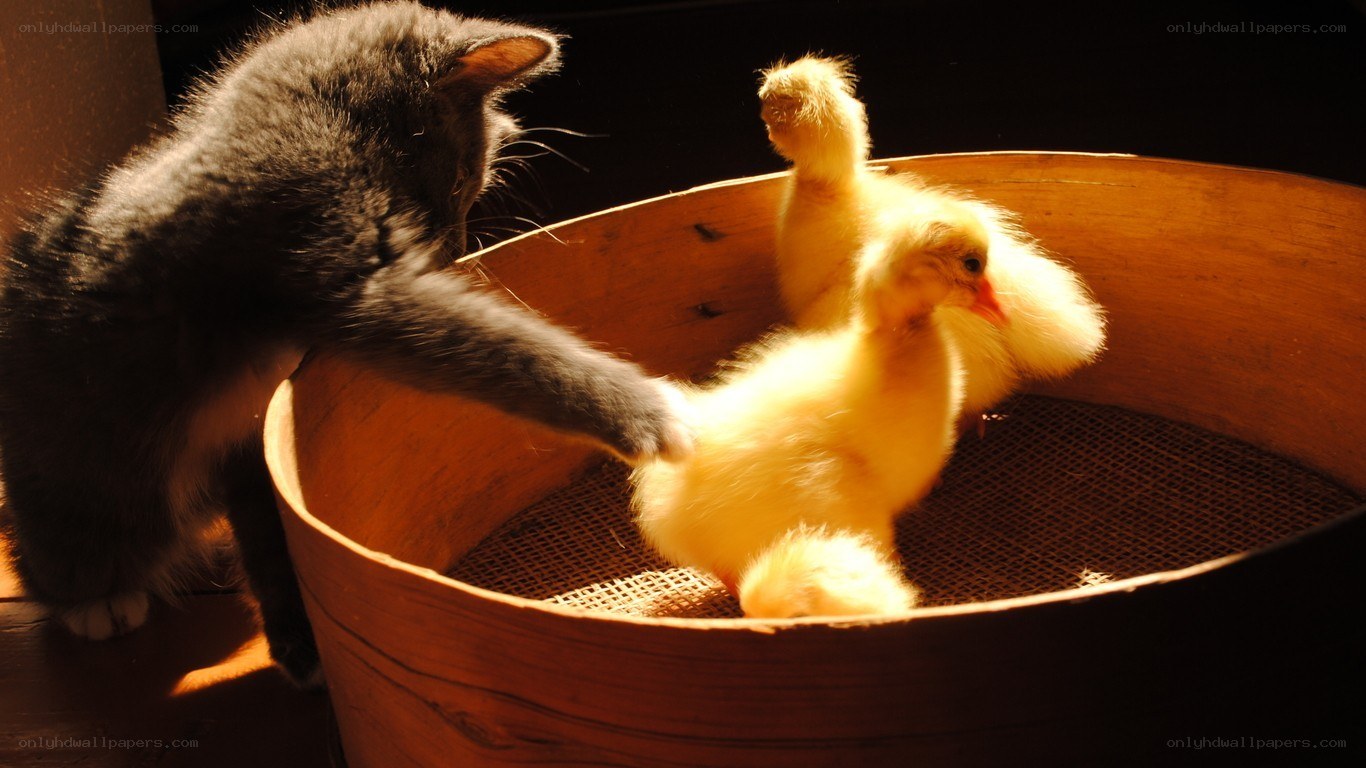 Cat and ducklings in a basket