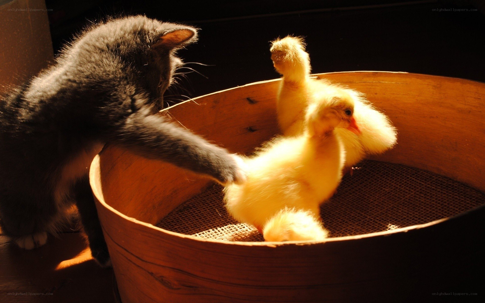 Cat and ducklings in a basket