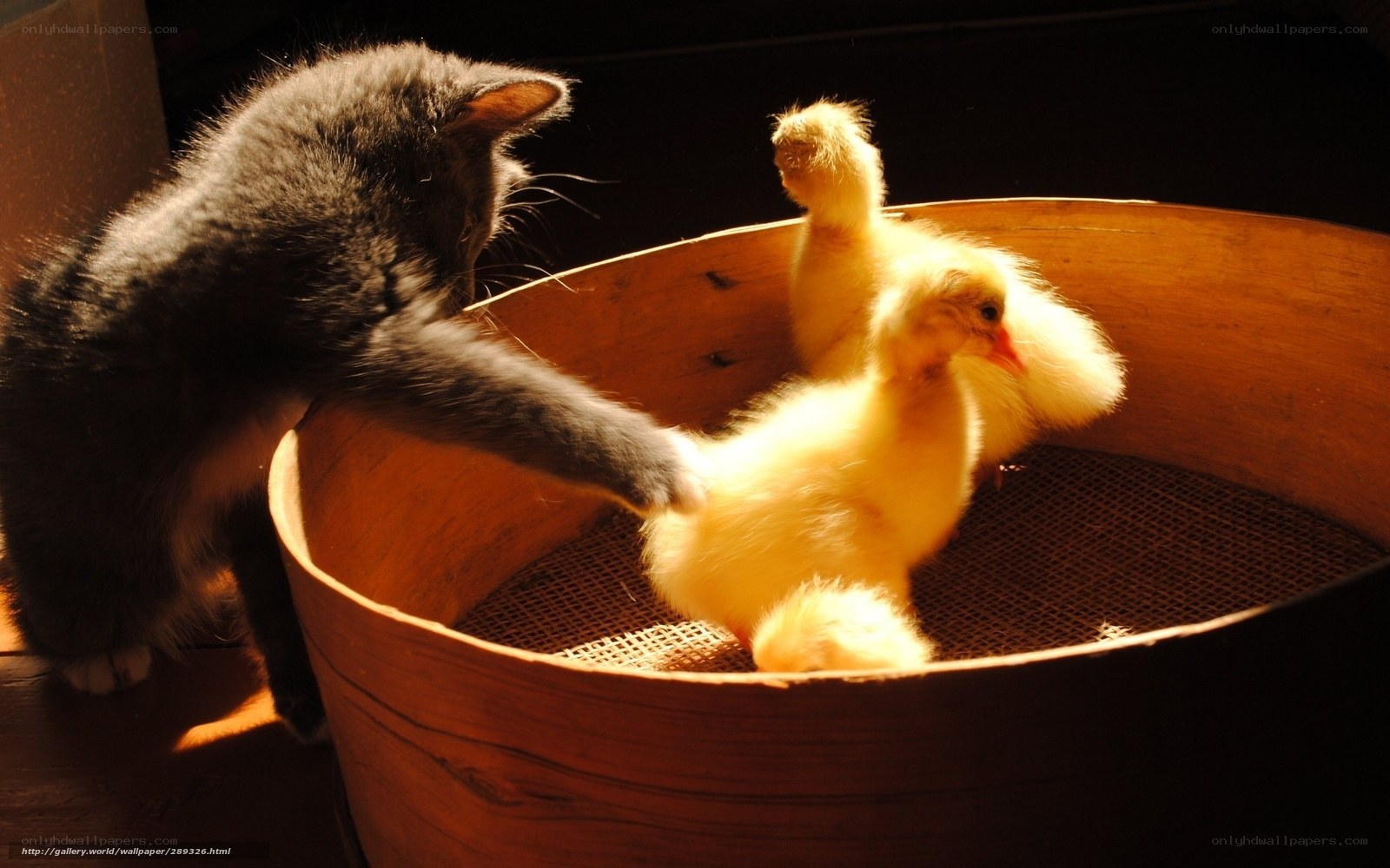 Cat and ducklings in a basket