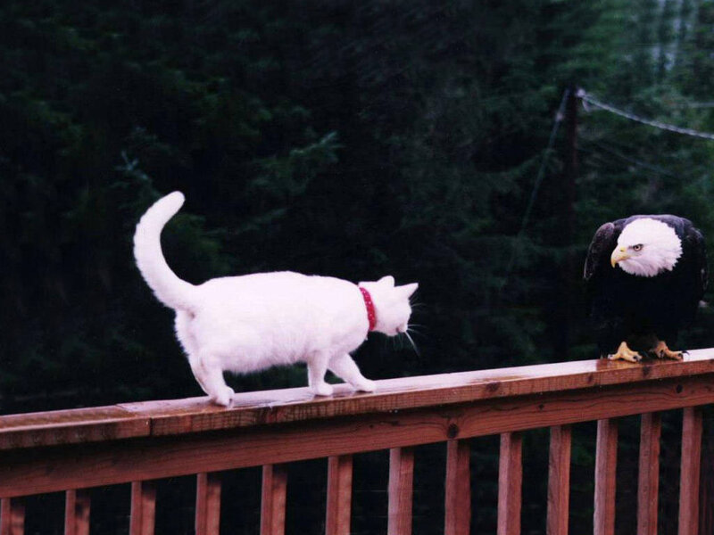 Cat and eagle on a deck
