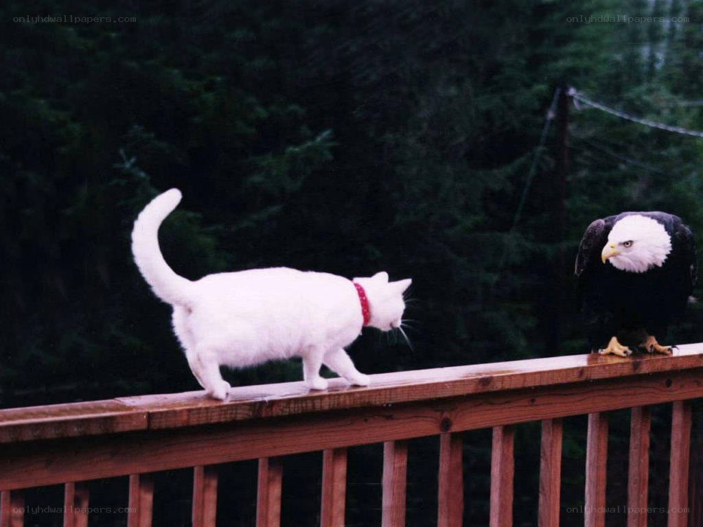 Cat and eagle on a deck