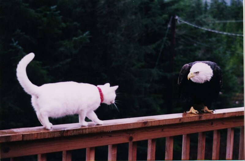 cat and eagle on deck