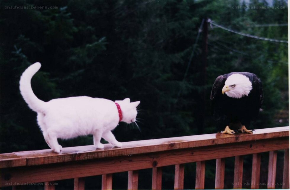 cat and eagle on deck