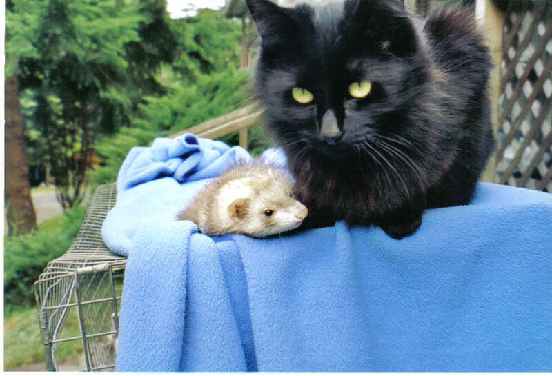 cat and ferret on blanket