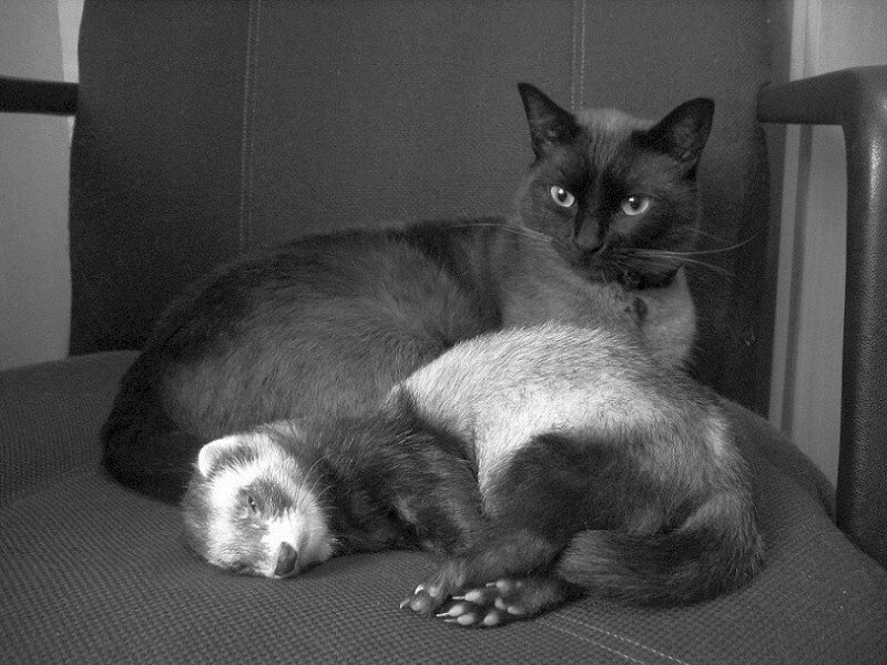 Cat and Ferret on Chair