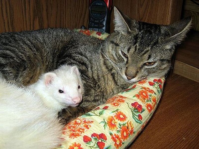Cat and Ferret Together