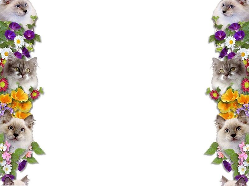 cat and flower border