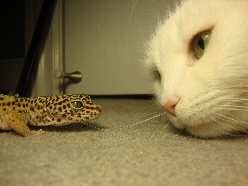 cat and gecko encounter