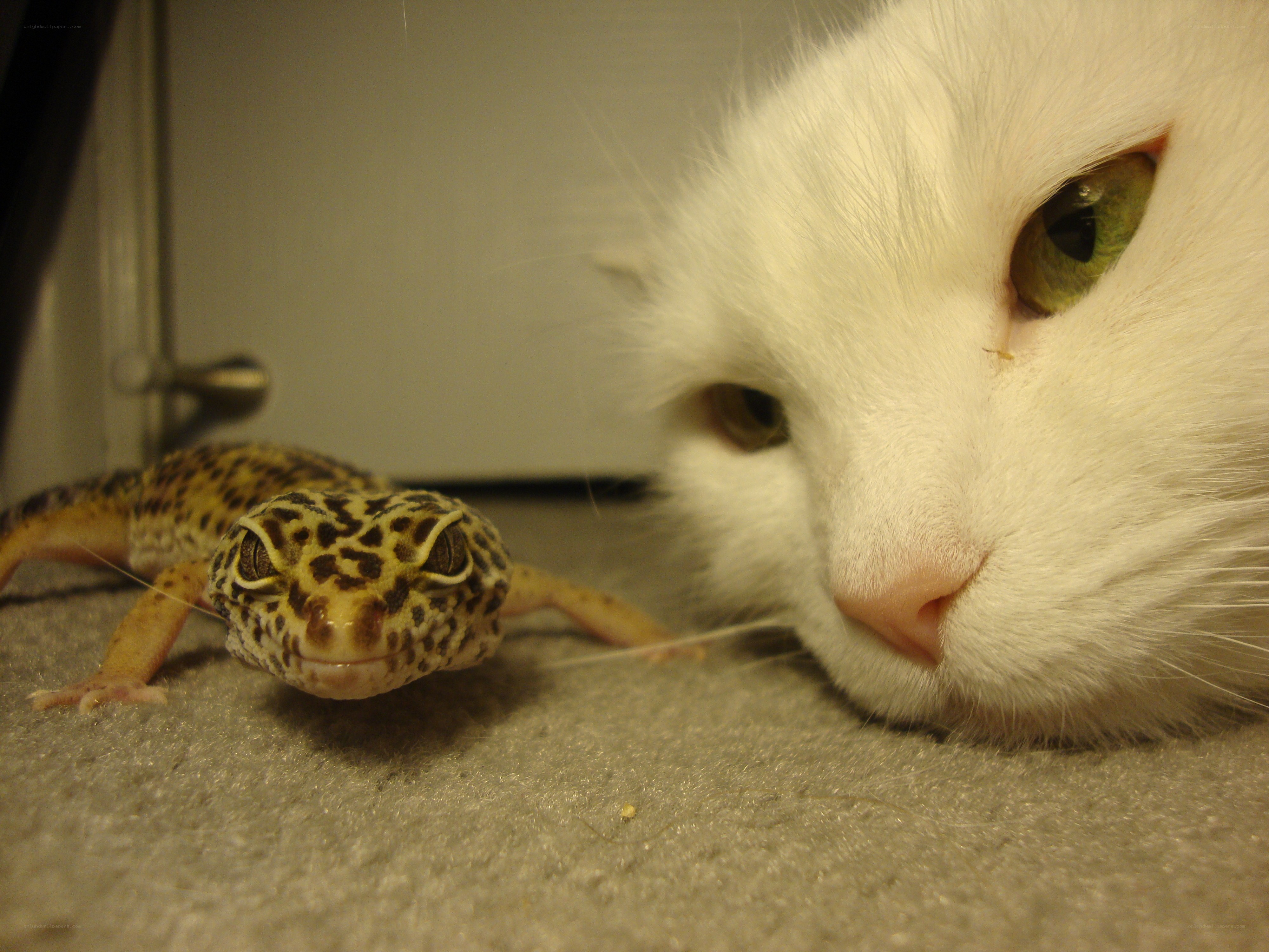 cat and gecko on carpet
