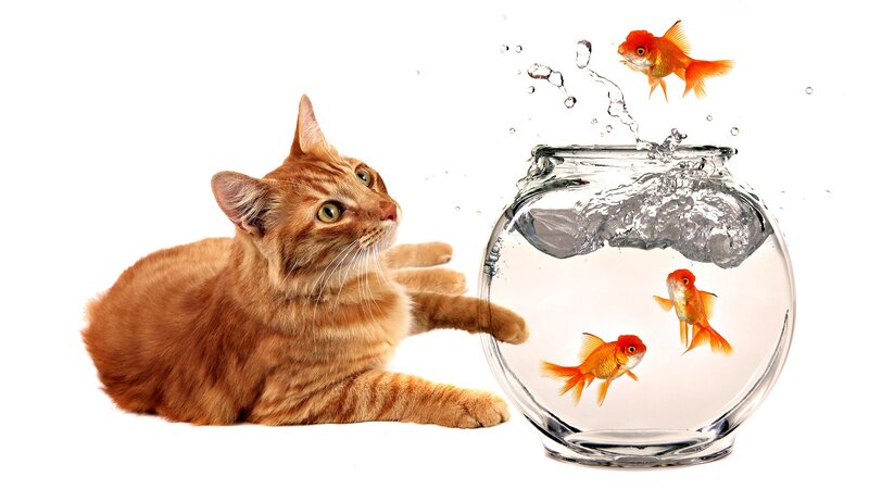 cat and goldfish in bowl