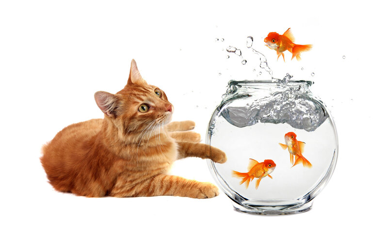 cat and goldfish in fishbowl