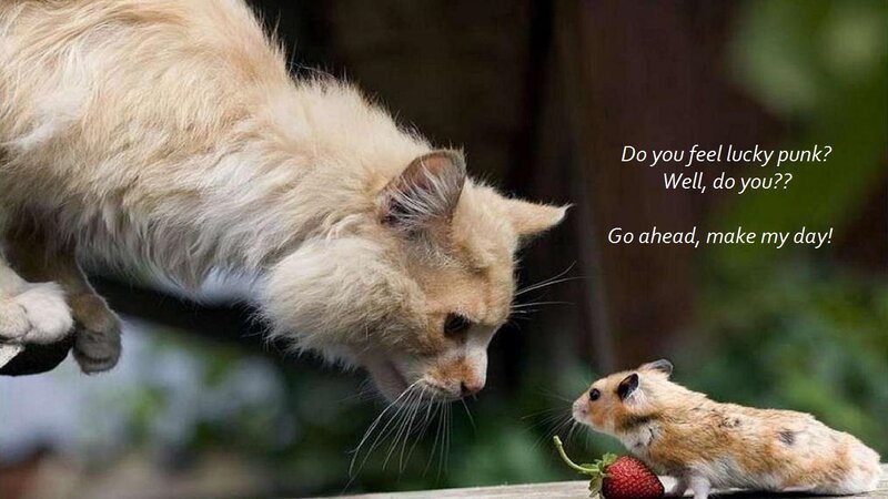Cat and Hamster — Brown